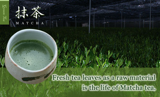 Fresh tea leaves as a raw material is the life of Matcha tea.