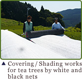 Covering / Shading works for tea trees by white and black nets